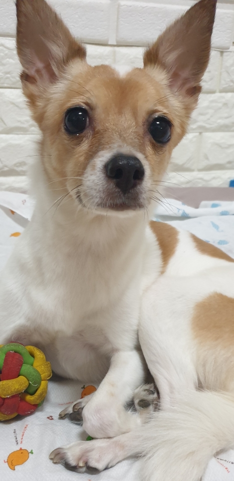 인천광역시수의사회_428351202400219